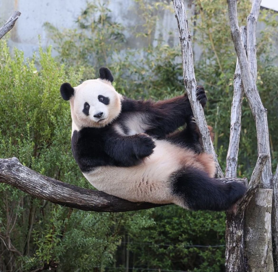 Panda in a tree